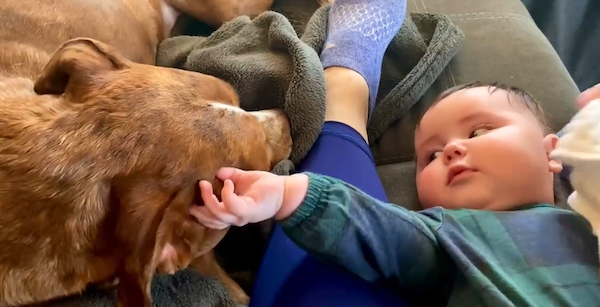 A Friendship Between Kids And Pets (18 pics) A Friendship Between Kids And Pets (18 pics)