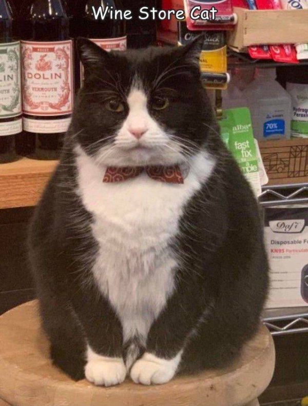 Hilarious Cats (29 pics)