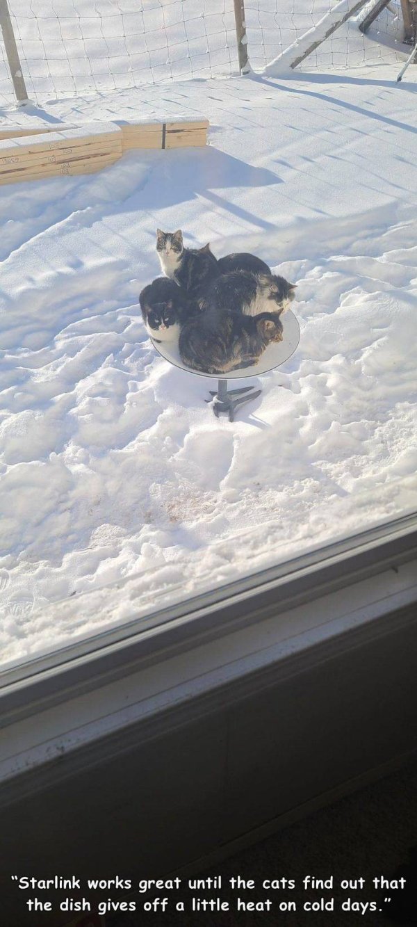 Hilarious Cats (29 pics)