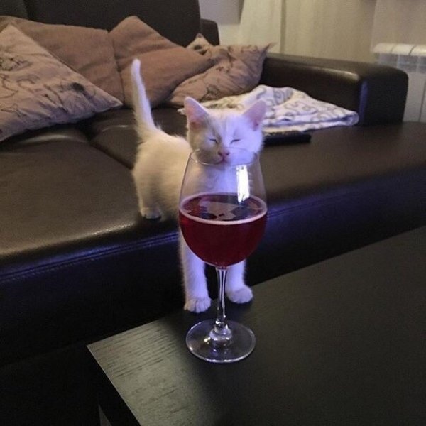 Hilarious Cats (29 pics)