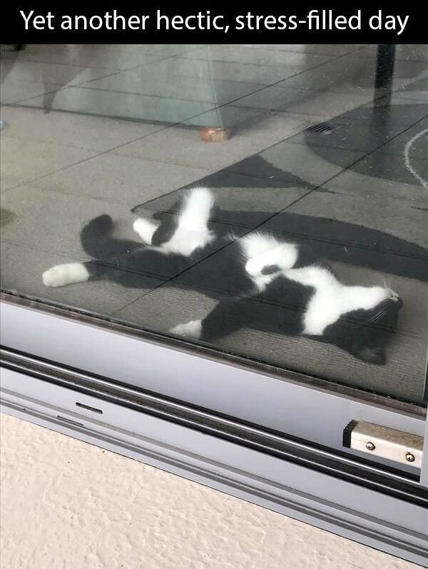 Hilarious Cats (29 pics)