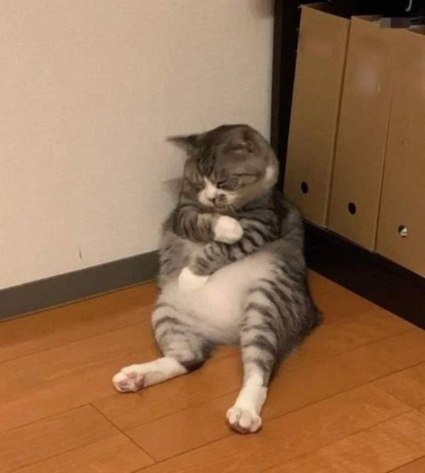 Hilarious Cats (29 pics)
