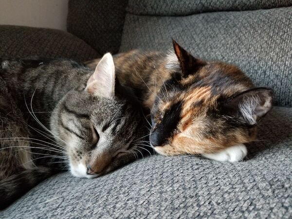 Hilarious Cats (29 pics)