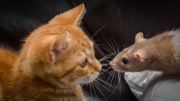 Hilarious Cats (29 pics)