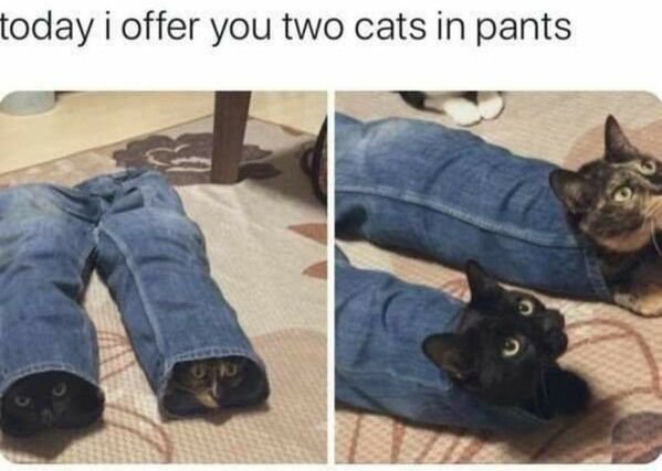Hilarious Cats (29 pics)