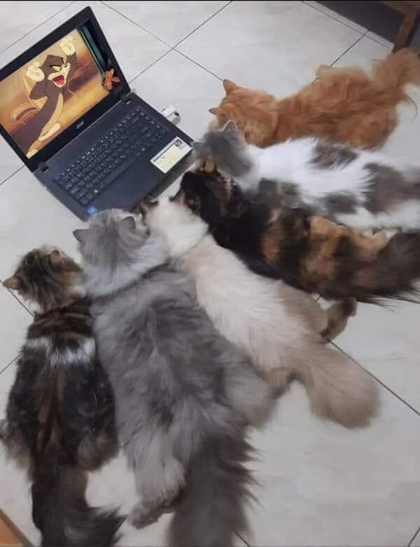 Hilarious Cats (29 pics)