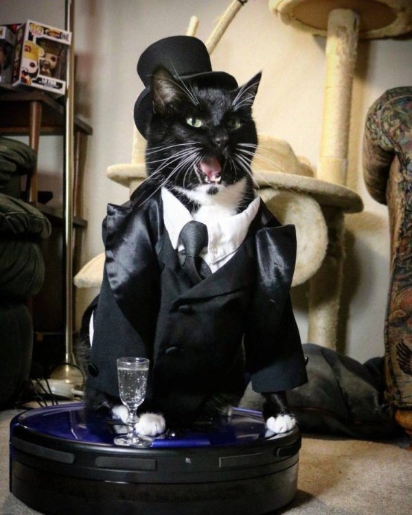 Hilarious Cats (29 pics)