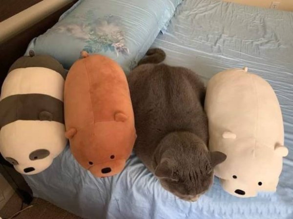 Hilarious Cats (29 pics)