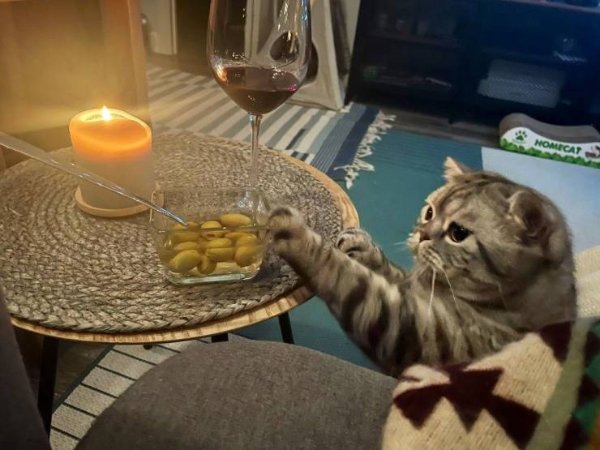 Hilarious Cats (29 pics)
