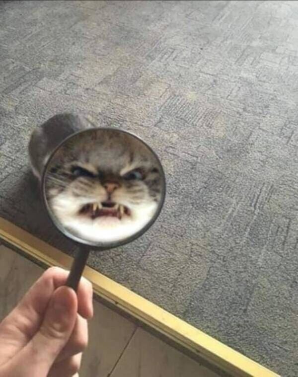 Hilarious Cats (29 pics)
