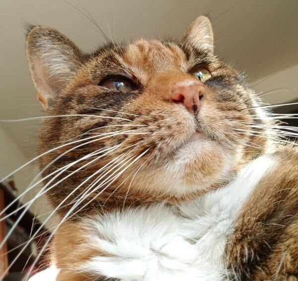 Hilarious Cats (29 pics)