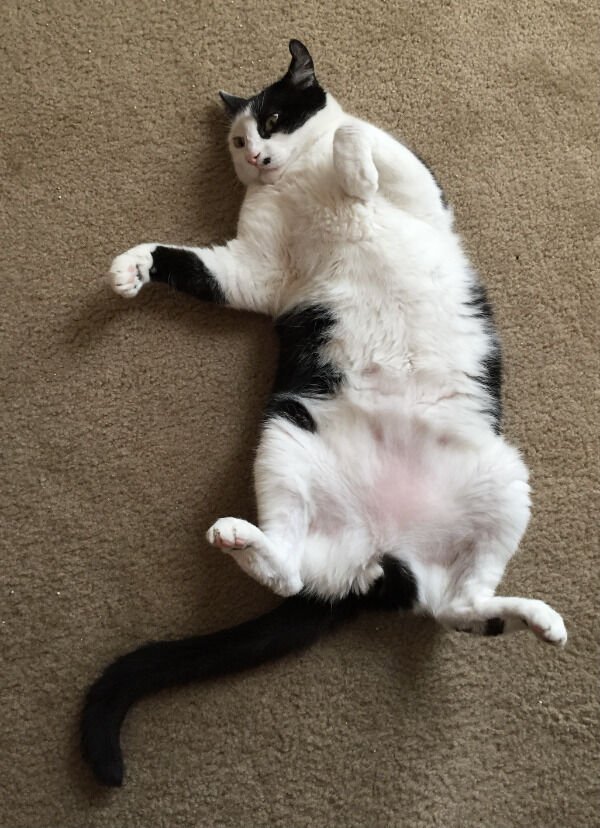 Hilarious Cats (29 pics)