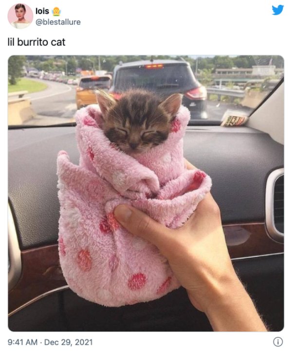 Hilarious Cats (29 pics)