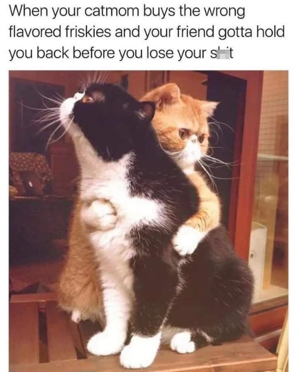 Hilarious Cats (29 pics)