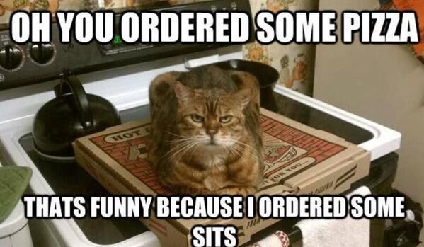Hilarious Cats (29 pics)