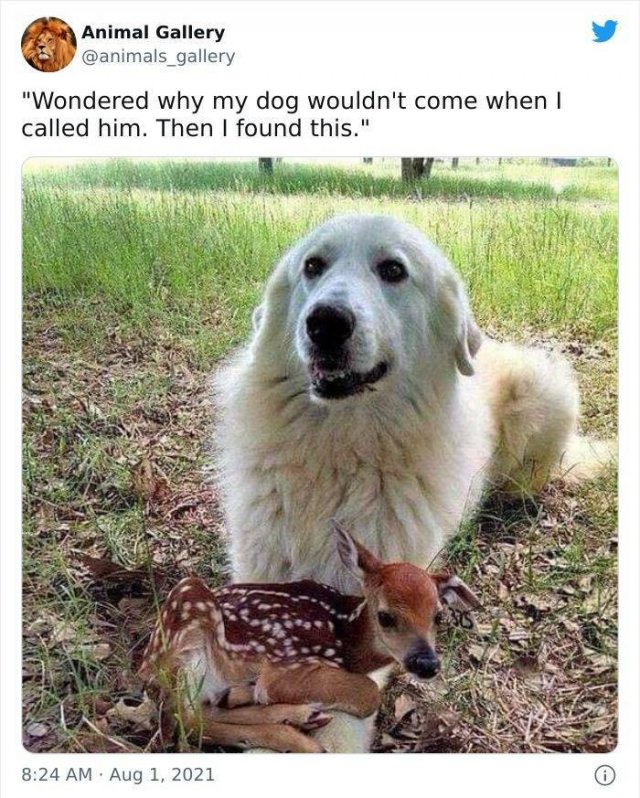 Wholesome Pictures (50 pics)