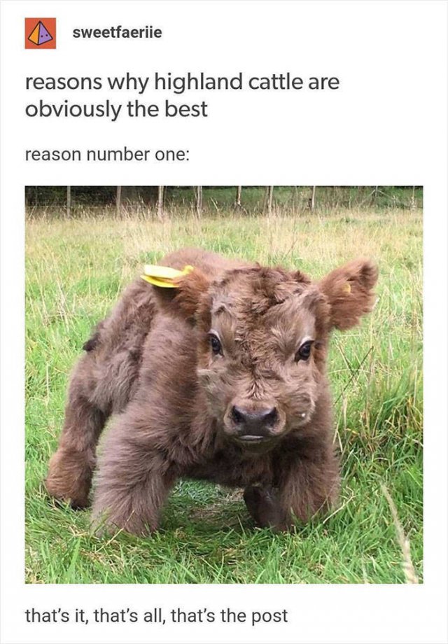 Wholesome Pictures (50 pics)