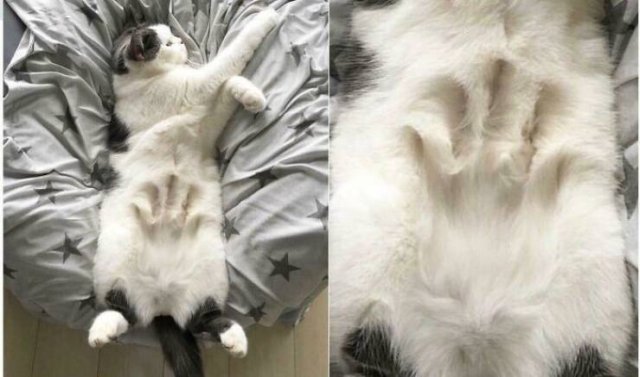 Wholesome Pictures (50 pics)