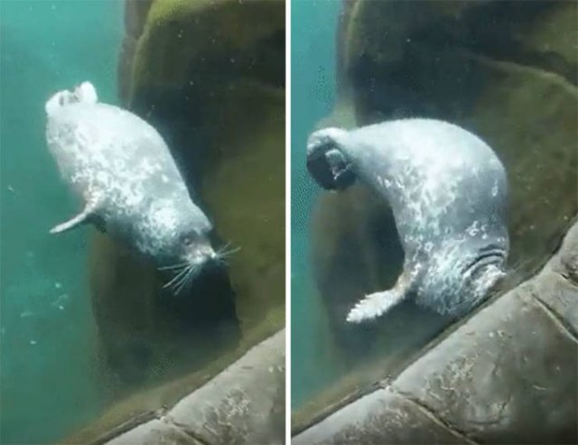 Wholesome Pictures (50 pics)