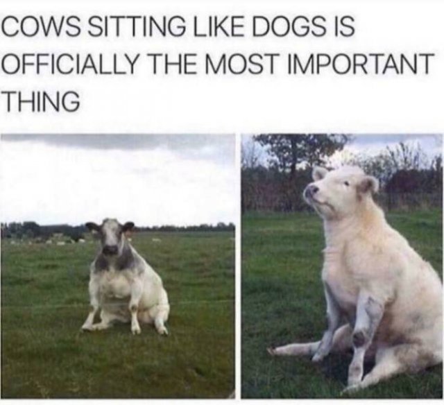 Wholesome Pictures (50 pics)