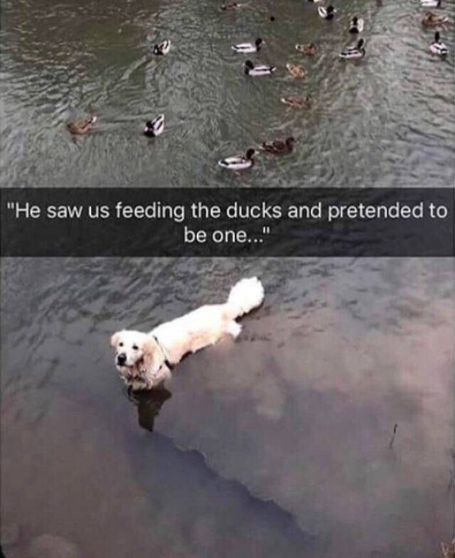 Wholesome Pictures (50 pics)