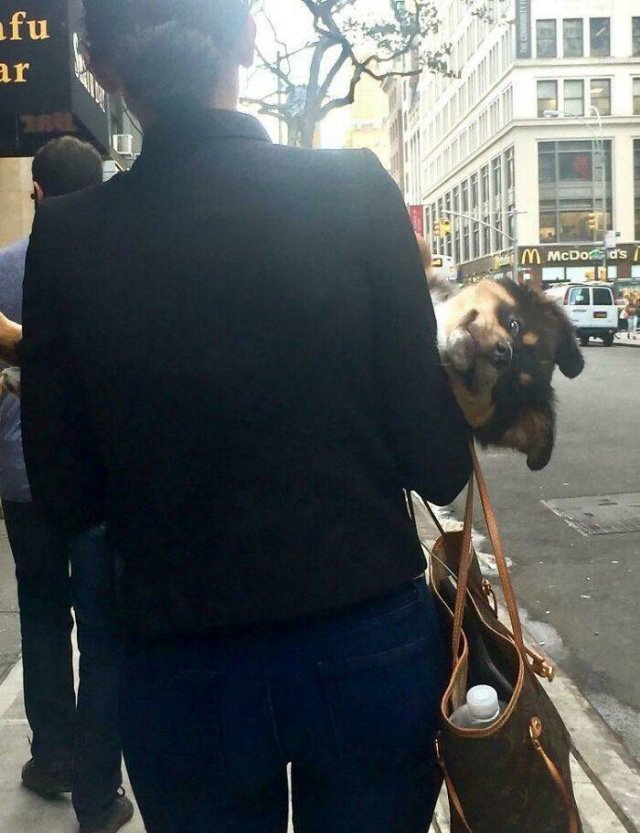 Wholesome Pictures (50 pics)