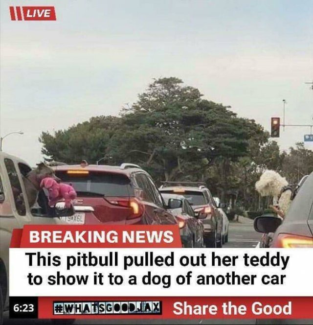 Wholesome Pictures (50 pics)