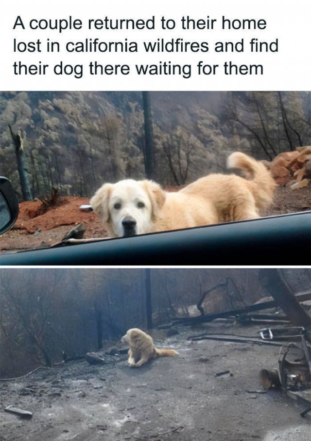 Wholesome Pictures (50 pics)