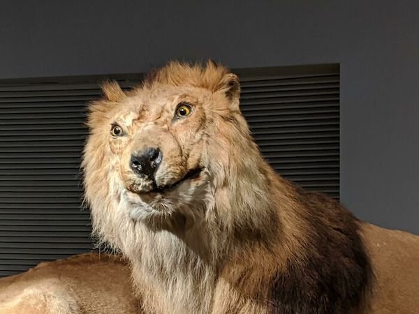 Fun In Museums (27 pics)