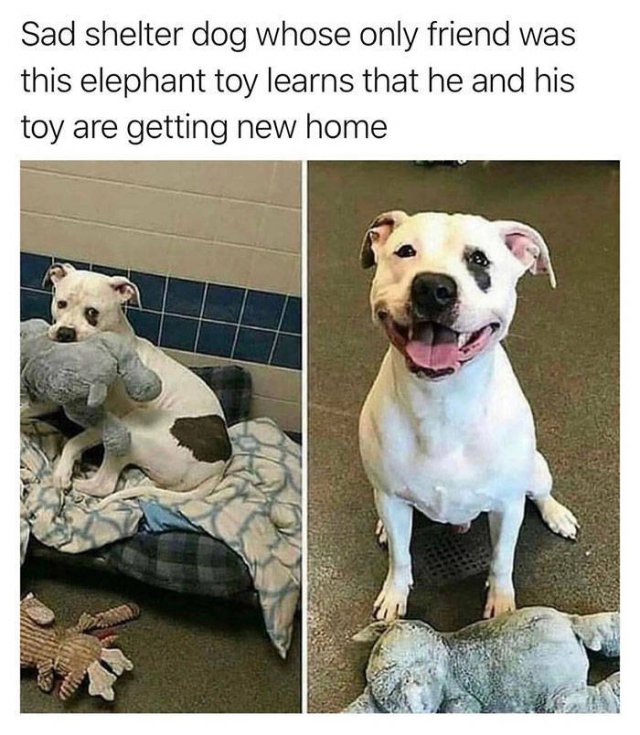 Wholesome Stories (50 pics)