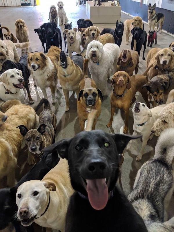 Adorable Animals (17 pics)