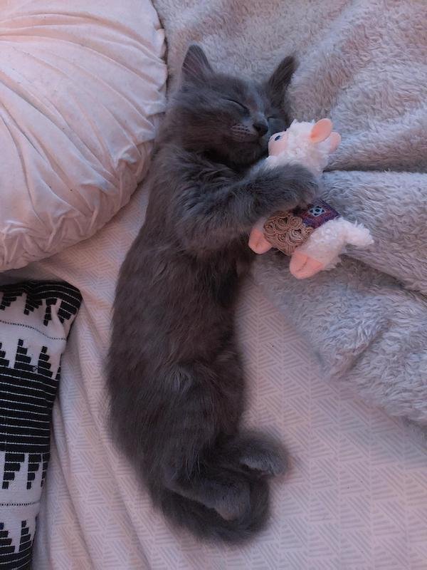Adorable Animals (17 pics)
