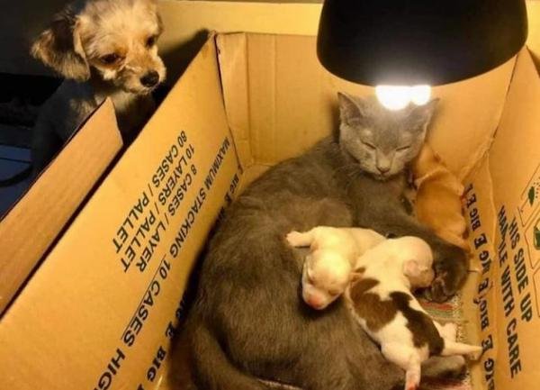 Adorable Animals (17 pics)