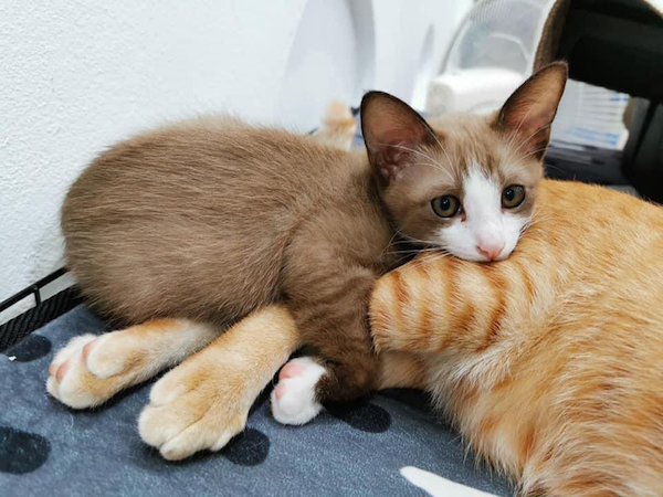 Adorable Animals (17 pics)