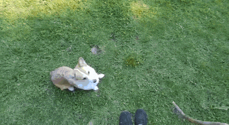 Acid Gifdump, January 20 (25 gifs)