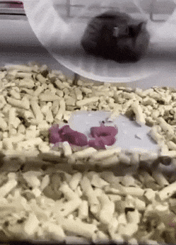 Acid Gifdump, January 20 (25 gifs)