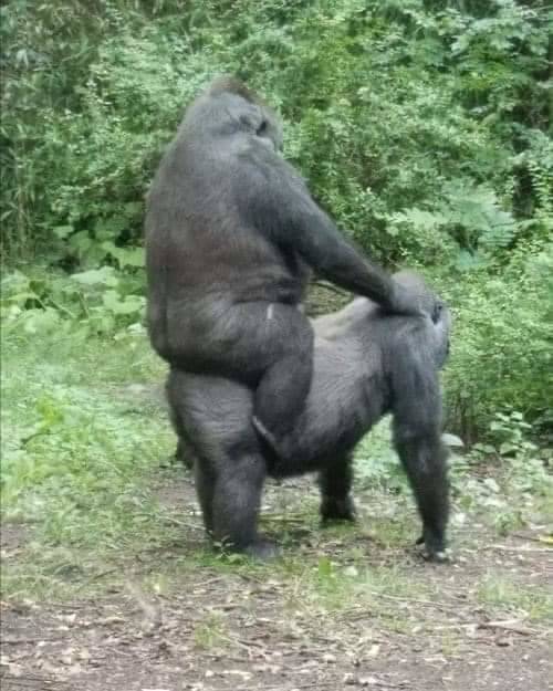 Daily Picdump. Part 2 (82 pics)