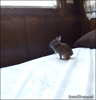 Acid GIFs, January 21 (25 gifs)