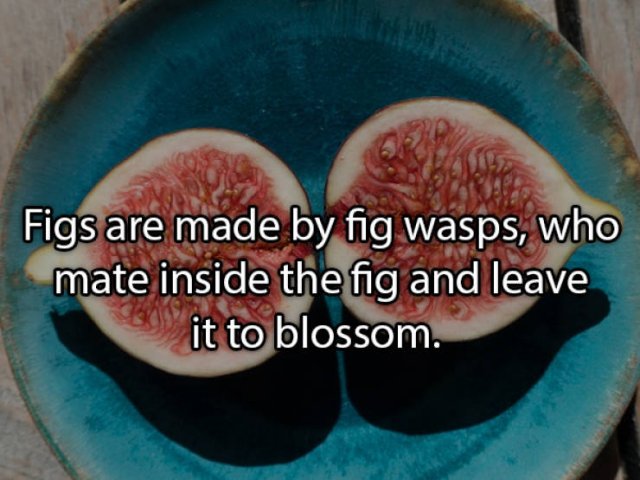 Food Facts (26 pics)