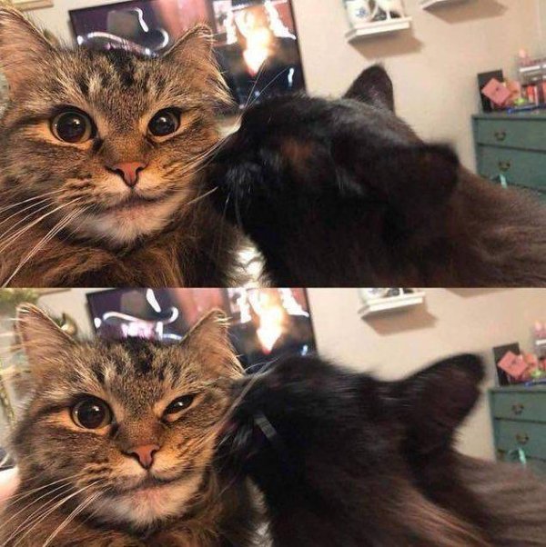Hilarious Cats (39 pics)