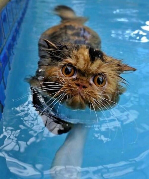 Hilarious Cats (39 pics)