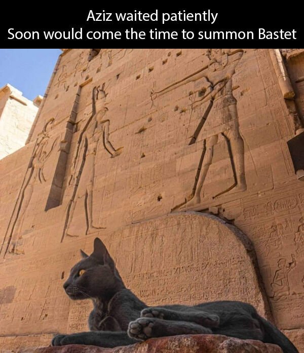 Hilarious Cats (39 pics)