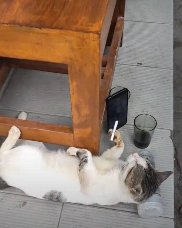 Hilarious Cats (39 pics)
