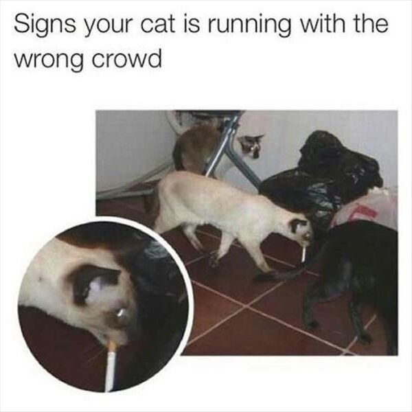 Hilarious Cats (39 pics)