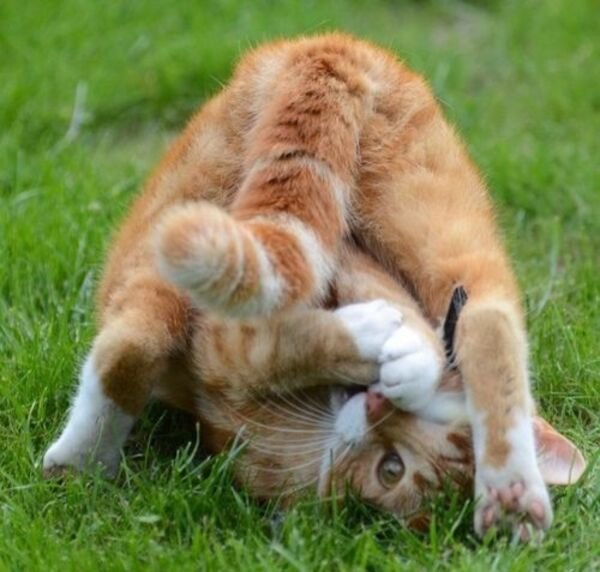 Hilarious Cats (39 pics)