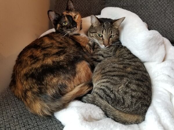 Hilarious Cats (39 pics)