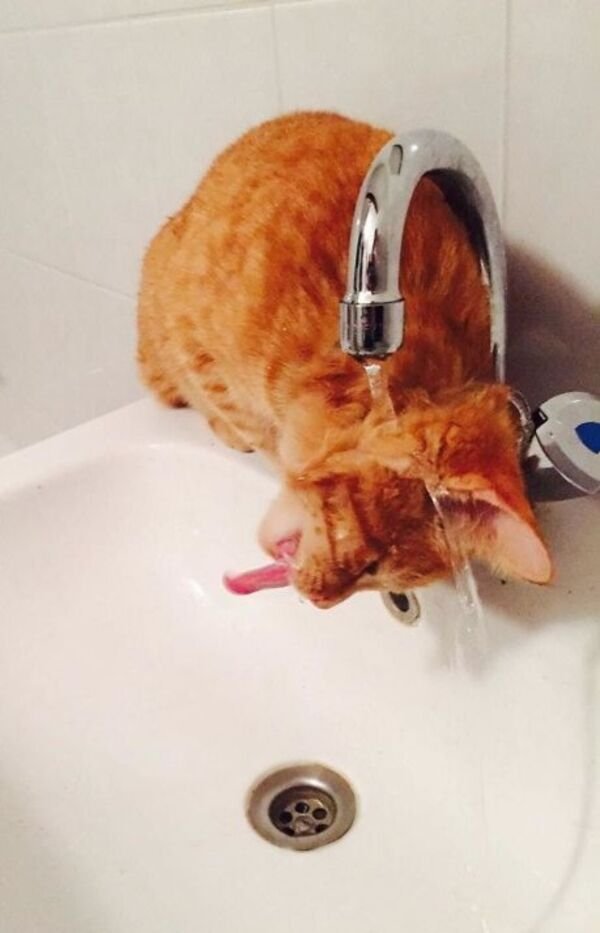 Hilarious Cats (39 pics)