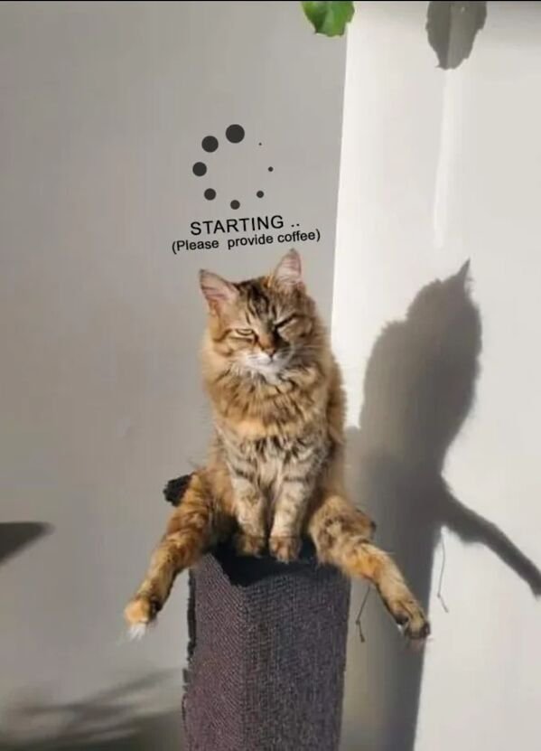 Hilarious Cats (39 pics)