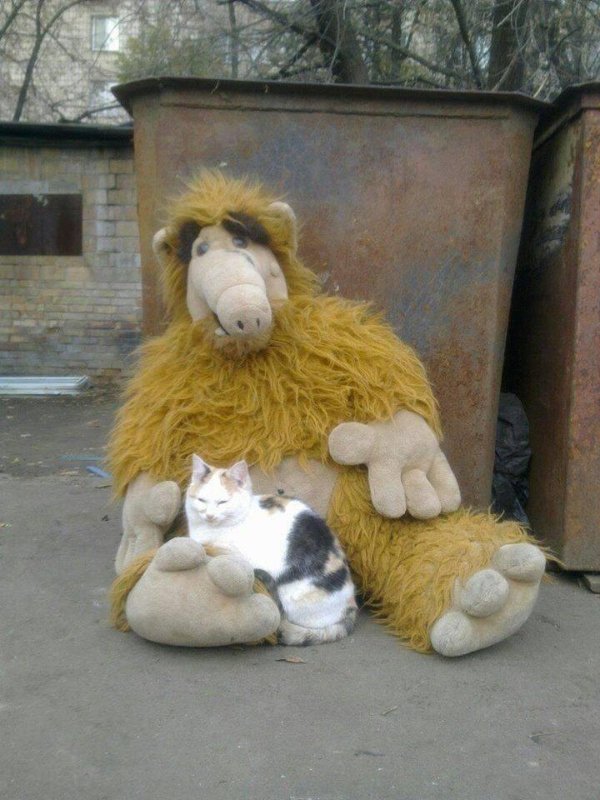 Hilarious Cats (39 pics)