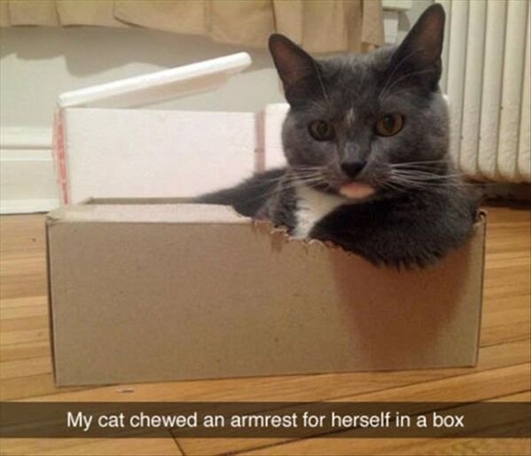 Hilarious Cats (39 pics)